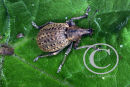 Weevil